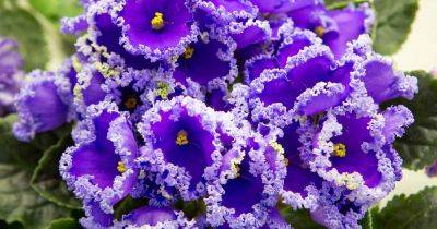 How to Grow and Care For African Violets - gardenerspath.com