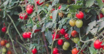 Should You Grow Determinate or Indeterminate Tomatoes? | Gardener's Path - gardenerspath.com