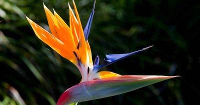 When and How to Fertilize Bird of Paradise - gardenerspath.com