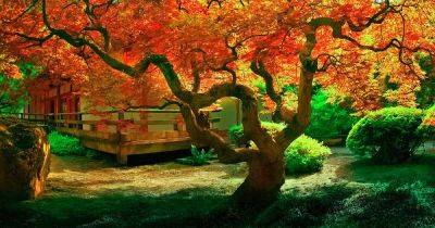 How and When to Fertilize Japanese Maple Trees - gardenerspath.com - Japan