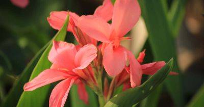 How and When to Fertilize Canna Lilies - gardenerspath.com