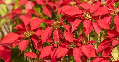 Why, When, and How to Fertilize Poinsettias - gardenerspath.com