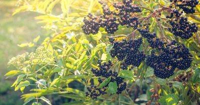 How and When to Fertilize Elderberry - gardenerspath.com