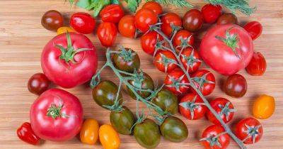 15 of the Top Tomato Hybrids - gardenerspath.com - France