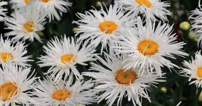 Why Shasta Daisies May Fail to Bloom (And What to Do About It) - gardenerspath.com