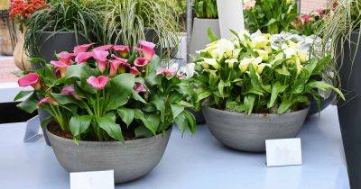 How to Grow Calla Lilies in Containers - gardenerspath.com