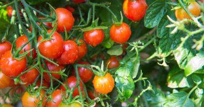 How to Grow Cherry Tomatoes - gardenerspath.com - Mexico
