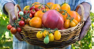 What Is an Heirloom Tomato? - gardenerspath.com