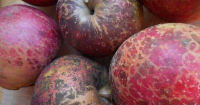 How to Control Sooty Blotch and Flyspeck on Apples - gardenerspath.com