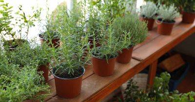 How to Grow Herbs in a Greenhouse - gardenerspath.com