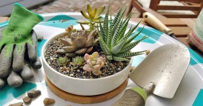 How to Grow and Care for Succulents | Gardener's Path - gardenerspath.com
