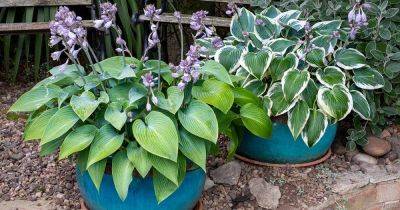 How to Grow Hostas in Containers - gardenerspath.com