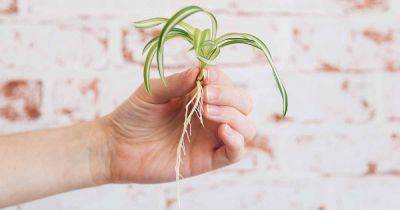 Propagating Spider Plant Babies: Rooting Spiderettes - gardenerspath.com