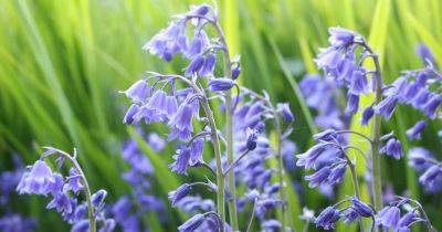 How to Grow Wood Hyacinth (Spanish Bluebell) - gardenerspath.com - Britain - Greece - Spain - Portugal
