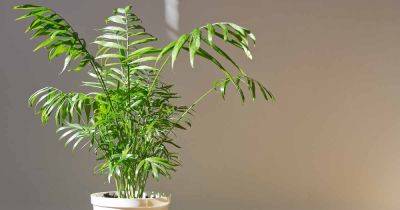 How to Grow and Care for Parlor Palms Indoors - gardenerspath.com - Guatemala