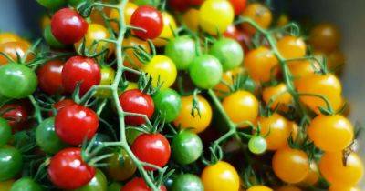 17 of the Best Cherry Tomatoes to Grow - gardenerspath.com