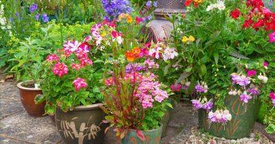 6 Simple Tricks for Beautiful Garden Containers | Gardener's Path - gardenerspath.com