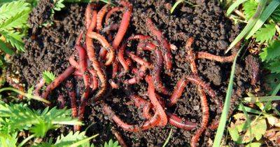 How to a Start Worm Farm at Home: Learn About Vermiculture - gardenerspath.com