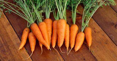 Tips for Growing Danvers Carrots - gardenerspath.com - Usa - state Massachusets
