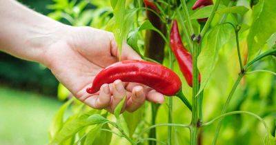 How to Plant and Grow Hot Peppers | Gardener's Path - gardenerspath.com