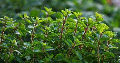 How to Plant and Grow Marjoram - gardenerspath.com