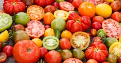 Can You Freeze Fresh Tomatoes? - gardenerspath.com