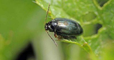 How to Control and Eradicate Flea Beetles | Gardener's Path - gardenerspath.com