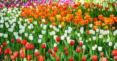 Types of Tulip Flowers: 15 Beautiful Divisions - gardenerspath.com - France