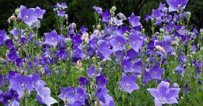 How to Grow and Care for Balloon Flowers - gardenerspath.com - Usa - China - Russia - Japan - state Oregon