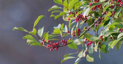 How to Grow American Holly Trees - gardenerspath.com - Usa - Britain