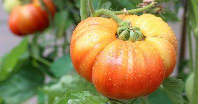 23 of the Best Slicing Tomatoes to Grow in Your Garden - gardenerspath.com