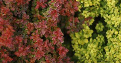 How to Grow and Care for Barberry Bushes - gardenerspath.com