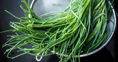 How to Grow and Care for Agretti - gardenerspath.com - Russia - Italy
