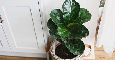 How to Grow and Care for Fiddle-Leaf Fig (Ficus lyrata) - gardenerspath.com