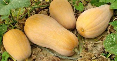 The Complete Guide to Growing Winter Squash | Gardener's Path - gardenerspath.com