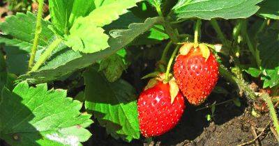 How to Plant and Grow Strawberries | Gardener's Path - gardenerspath.com