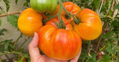 Tips for Growing Hawaiian Pineapple Tomatoes - gardenerspath.com - state Hawaii