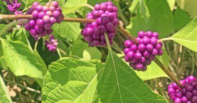 How to Grow and Care for American Beautyberry Shrubs | Gardener's Path - gardenerspath.com - Usa