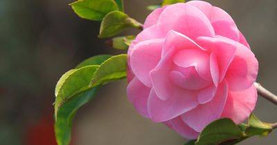11 of the Best Camellia Cultivars to Grow at Home - gardenerspath.com - state Florida
