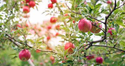 19 Best Apple Tree Varieties (with a Guide to Flowering Groups) | Gardener's Path - gardenerspath.com
