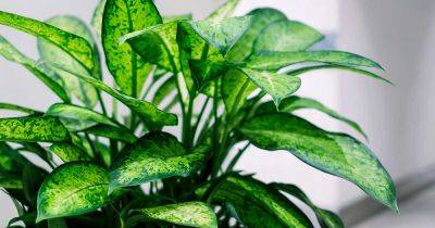 How to Grow Dumb Cane (Dieffenbachia) - gardenerspath.com