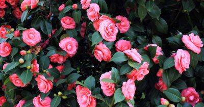 Tips for Growing Camellias in Containers - gardenerspath.com