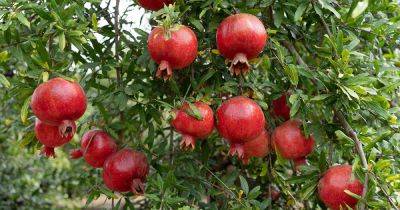 9 of the Best Pomegranate Varieties to Grow at Home - gardenerspath.com - Usa