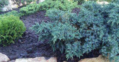 How to Grow Blue Star Juniper - gardenerspath.com - China