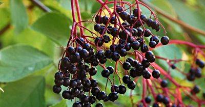 7 Top Elderberry Varieties to Grow in Your Backyard | Gardener's Path - gardenerspath.com - Usa