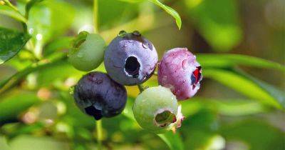 Top 10 Blueberry Varieties to Grow at Home - gardenerspath.com - state New Jersey