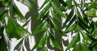 How to Grow and Care for Fishtail Palms Indoors - gardenerspath.com - India - Australia - Philippines - state Florida - state Hawaii