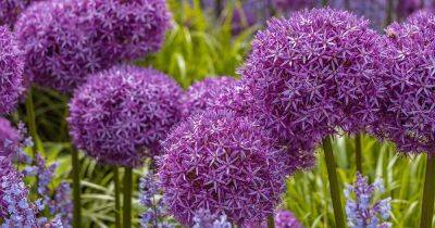 How to Grow and Care for Ornamental Alliums | Gardener's Path - gardenerspath.com