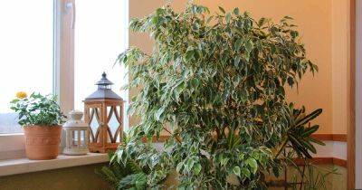 How to Grow and Care for Weeping Figs as Houseplants - gardenerspath.com