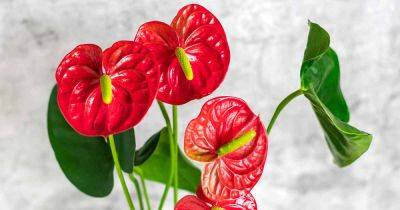 How to Grow and Care for Anthurium Houseplants - gardenerspath.com